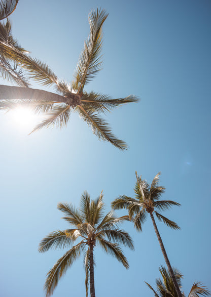 Townsville Palms